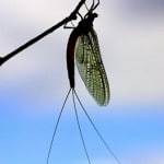 Sheelin – The Mayfly 2