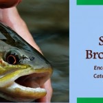 Sheelin – save the Brown Trout