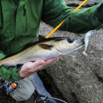 Steven Neely – Fiiish Black Minnow 120