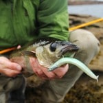 Steven Neely – Fiiish Crazy Sand Eel
