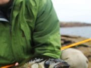 A taste of Donegal fishing on the May bank holiday Fiiish Crazy Sand Eel