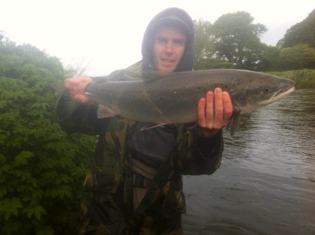salmon
