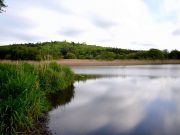 Hybrids for Brian on Lough Muckno