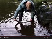Not many salmon reported on the Lee but the odd good fish to be had