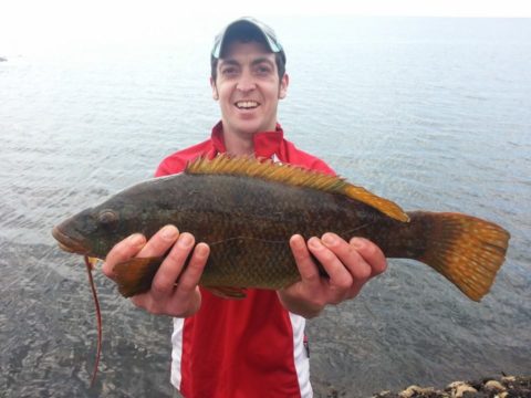 Wrasse are a favourite on the rock maks