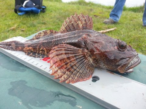 30cm short spined sea scorpion