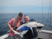Blue shark blitz for Bellavista boats at Cork Harbour Blue shark