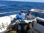 Plenty of blue shark and good ground fishing out of Kinsale