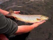 Lazy hazy days of Summer make lazy dazed trout uninterested at Sheelin