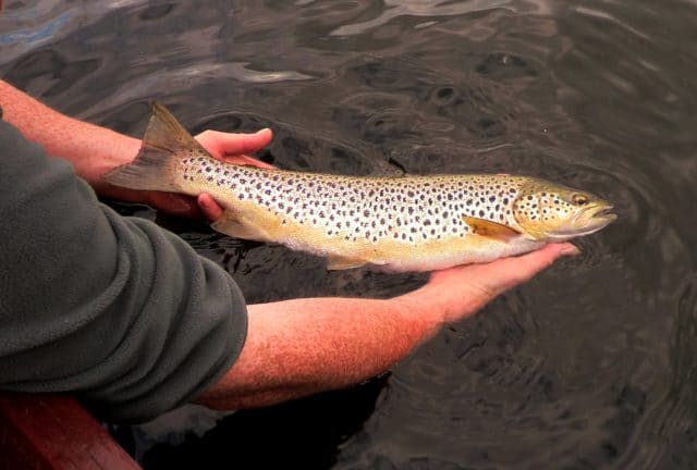 Charlie Dillon, Tyrone releases his 3lb 10oz