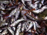 Fish feel pain, says expert – Irish Independent Irish Independent - Fish feel