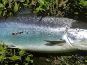 Sunshine and salmon on the Bandon