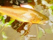 Irish Angling Update 12/06/14