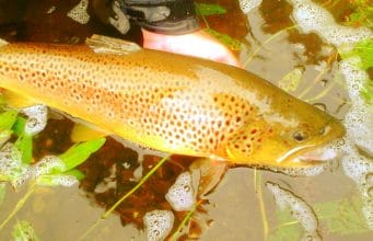 Irish Angling Update 12/06/14