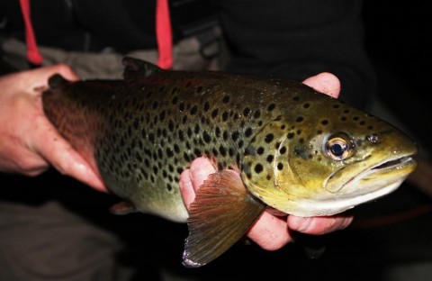 A Nice Trout Taken By Peter Cunningham During A Recent Outing on Sheelin