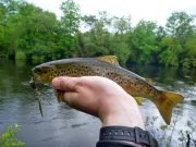 Catch and release spinning on small streams in Co. Kerry