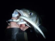 Irish Angling Update – 19/06/14 bass