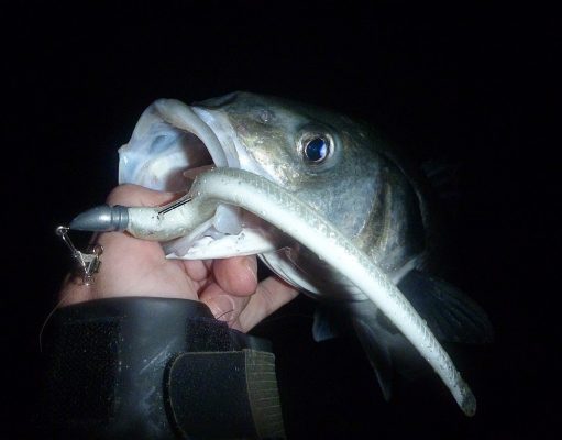 Irish Angling Update – 19/06/14 bass