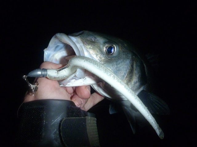 bass