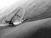 The Flies "May" Change but the Fish Remain the Same