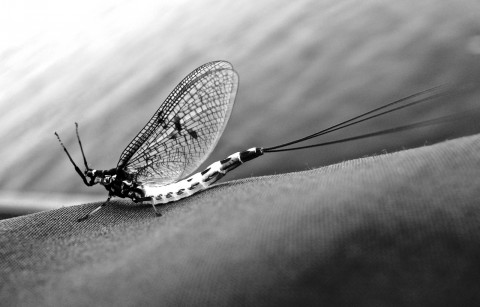 The Magical Mayfly (E. danica) Photo Paul Moinester