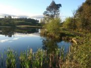 Nice bags of tench at Rathdaire Lake