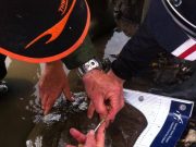 Tag a ray weekend on Tralee Bay Mike Hennessy from Inland Fisheries Ireland tagging one of the stingray caught over the tag a ray weekend