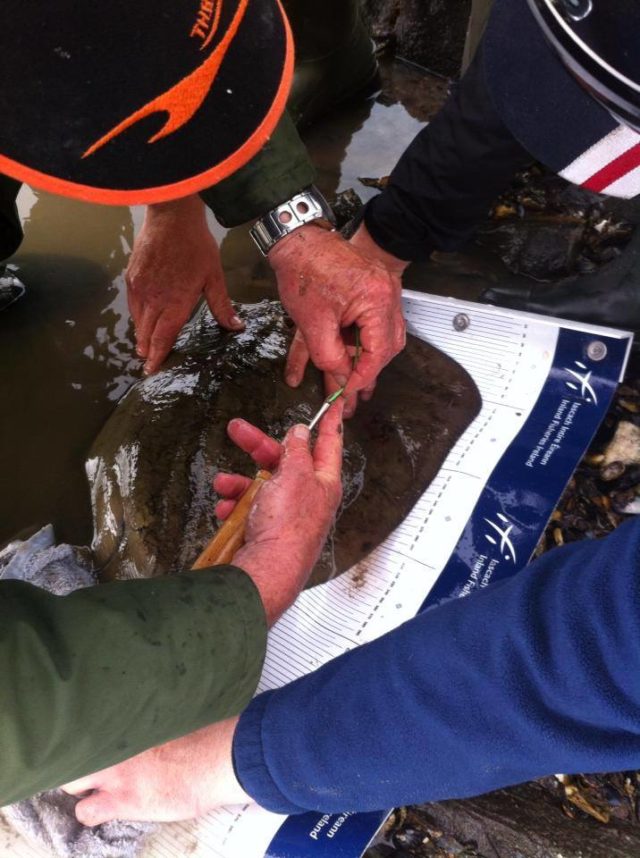 Mike Hennessy from Inland Fisheries Ireland tagging one of the stingray caught over the tag a ray weekend