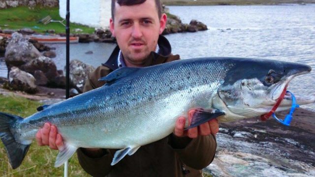 Screebe salmon salmon