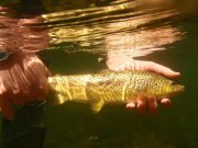 Irish Angling Update – 07/08/14