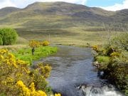 Number of salmon running Delphi improves following rains salmon fishing
