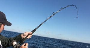 Shark fishing