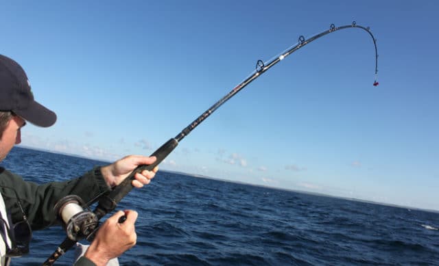 Bending into a shark Shark fishing