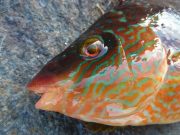 LRFing for colourful corkwing wrasse