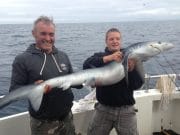Great fun on light tackle in Kinsale