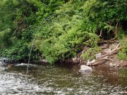 Challenging Fly Fishing for Trout on the River Fane
