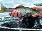 When the temperatures go down, the fish come up at Sheelin
