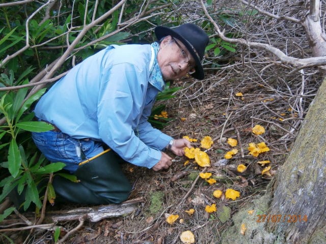 mushrooms