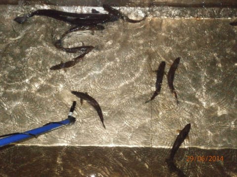 The fish trap at Aasleagh Falls allows all upstream migrating salmon and sea trout on the Erriff to be counted, before being allowed on upstream. The blue probe contains a hydrophone to check for sea trout fitted with acoustic tags as part of a tracking programme.
