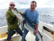 A big 125lb blue in Tralee