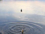Good coarse fishing reports from Cavan venues Feeder