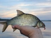 Nice Roach and Hybrids on Lough Ramor