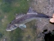Good Conditions but Fishing Tough for Bass on the Louth Coastline