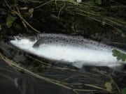 A few fresh seatrout and grilse run the Laune despite very low water sea ttout