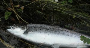 Call Out to all Sea trout anglers – Can you help us learn more about these important species sea ttout