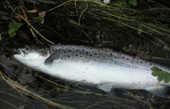 Call Out to all Sea trout anglers – Can you help us learn more about these important species sea ttout