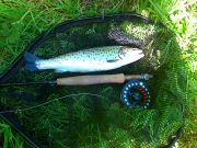 Good Sea Trout Fishing on the Castletown River in Dundalk