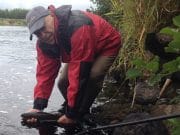 Laune not responding to rain, few fish about salmon