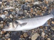 Excellent estuaries with good fishing in Waterford
