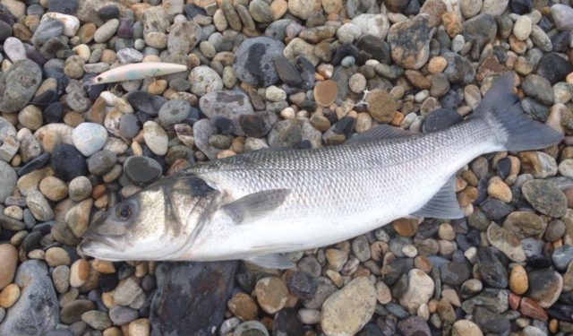 Absolute Fishing - Aug 1st 2014